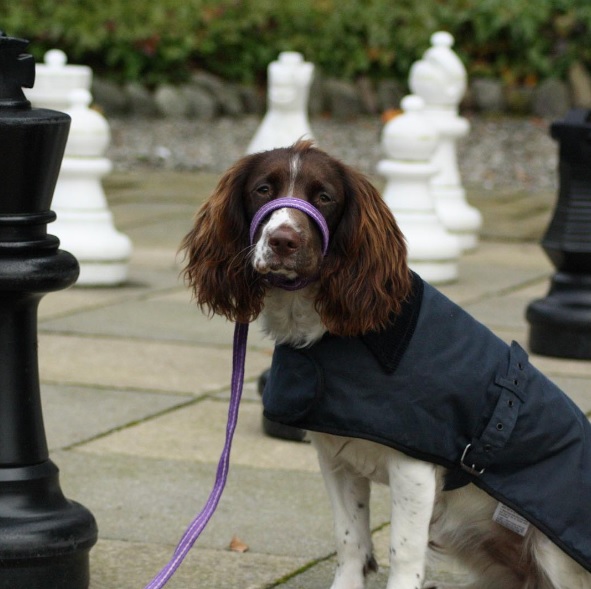 gencon-dog-9th-jan-2017 gencon-dog-9th-jan-2017